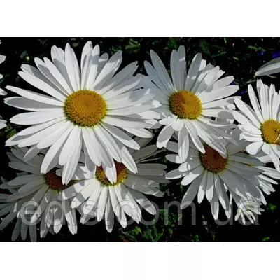 Королиця (ромашка садова) Аляска, середня (червень)