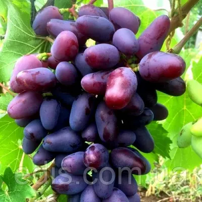 Виноград Байконур (ранній)