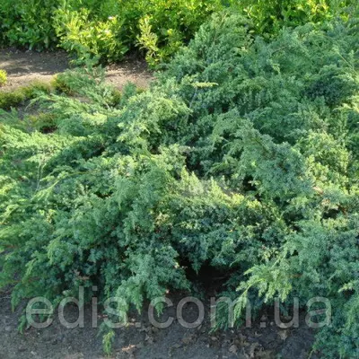 Ялівець Blue Swede (Блю Свід / Ханнеторп) у контейнері 2 л