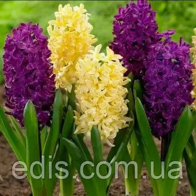 Набір цибулин квітів Banana Plum, 2 цибулини гіацинтів