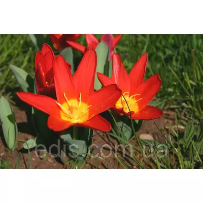 Тюльпан Кауфмана Scarlet Baby (Скарлет Бейбі) 3 цибулинки