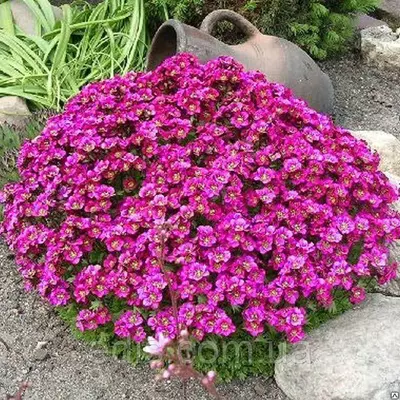 Арабис альпійський (резуха) рожевий