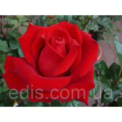 Троянда Бургунд (Burgund) чайно-гібридна