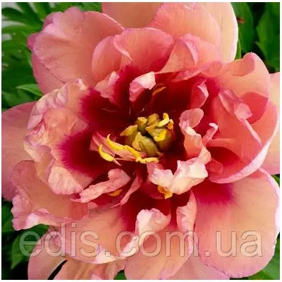 Півонія ІТО Julia Rose (Джулія Роуз) кореневище в пакеті
