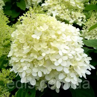 Гортензія волотиста Limelight (Лаймлайт), 2-річна, контейнер 0.5 л.