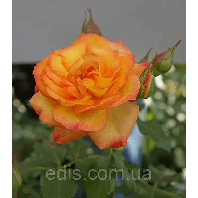 Троянда в'юнка Повний Місяць (Full Moon)