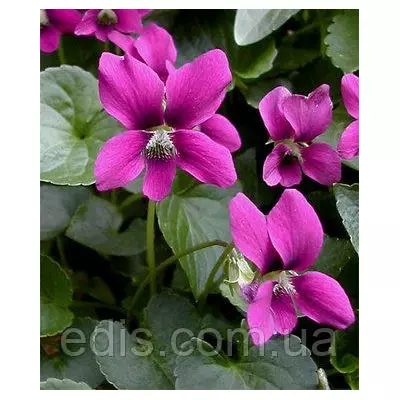 Фіалка сестринська Рубра (Viola sororia Rubra)