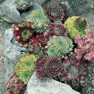 Набір молодил 5 сортів