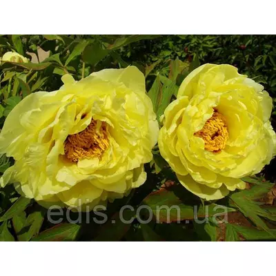 Півонія ІТО Yellow Crown (Йєллоу Краун) кореневище в пакеті