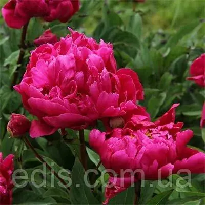 Півонія Karl Rosenfield кореневище