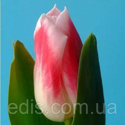 Тюльпан Тріумф Pleasure (Плеже) Низькорослий! 3 цибулинки