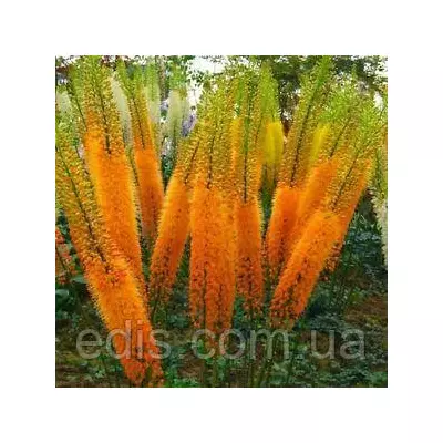 Еремурус помаранчевий Rexona (Рексона)