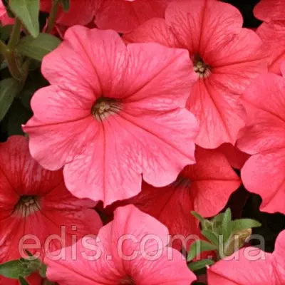 Петунія ампельна Лавина Лососева F1 10 насінин-драже, серія PREMIUM ТМ Яскрава