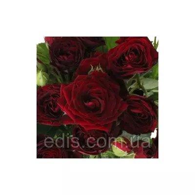 Троянда спрей Ред Сенсейшен (Red Sensation)