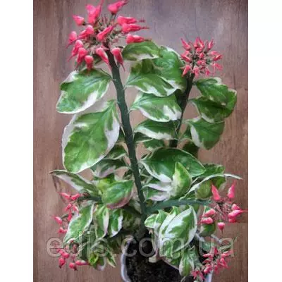 Кімнатна рослина Педілантус Титималоїдний варієгатний h=20 см