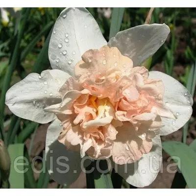 Нарцис махровий Rosy Cloud (Розі Клоуд) 1 луковица