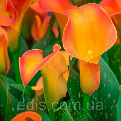 Калла Morning Sun (Монін Сан) 1 бульба 12/14