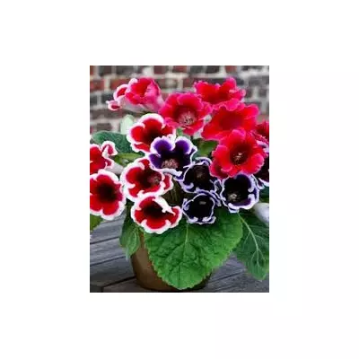 Глоксинія суміш 3 бульби