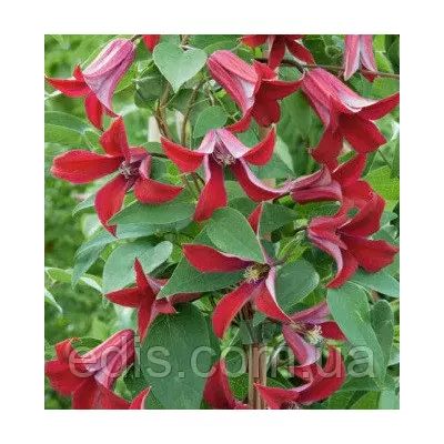 Клематис Gravetye Beauty (Гравети Б'юті)