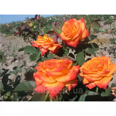 Троянда Моніка (Monika) чайно-гібридна