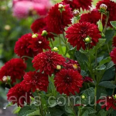 Жоржина низькоросла Melody Mambo