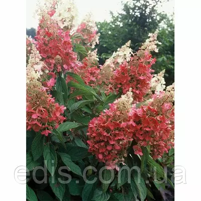 Гортензія Wim's Red (волотиста.однорічна)