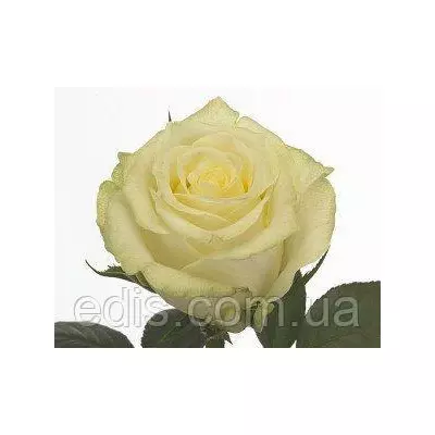 Троянда Магаді ( Magadi ) чайно-гібридна