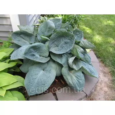Хоста Big Father (Біг Фазе) кореневище