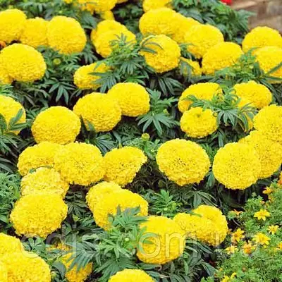 Чорнобривці низькорослі Медовий місяць 0,5 г, насіння Яскрава