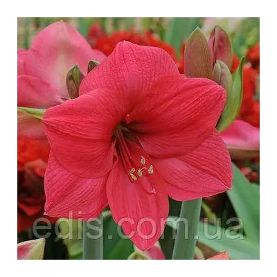 Гіппеаструм простий Lagoon 1 цибулина 24/26