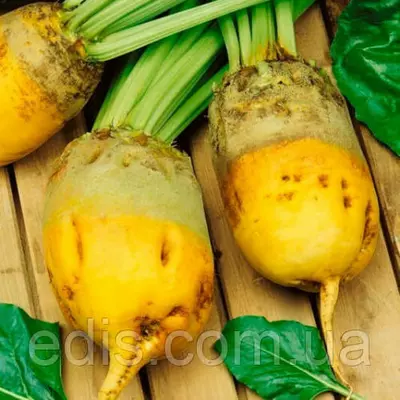 Буряк кормовий Екендорфський жовтий 900 г, насіння Яскрава