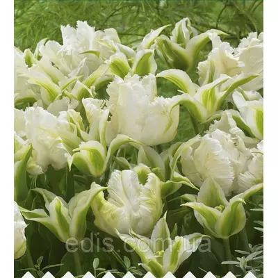 Арт-набір цибулин квітів Білий Нефрит (тюльпани попугайні і зеленоквіткові) 7 цибулин