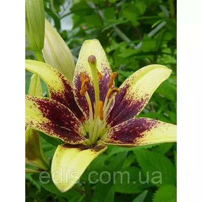 Лілія азіатська Latvia (Латвія) 1 цибулина 12/14