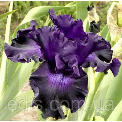 Ірис бородатий Mountain Majesty (Мэунтин Мэджести)