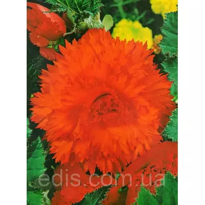 Бегонія бульбова Фимбриата Помаранчева, 1 бульба