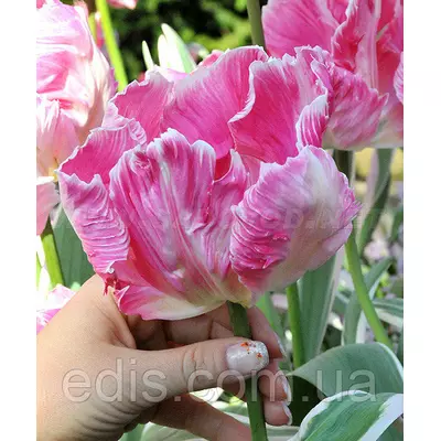 Тюльпан папуговий Elsenburg (Ельзенбург) 3 цибулини 11/12