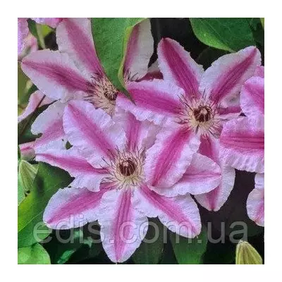 Клематис Capitan Thuilleaux (Капітан Туллекс)