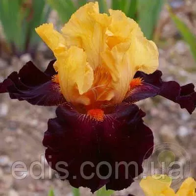 Ірис бородатий Brilliant Disguise (Брилліант Дісгайз)