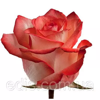 Троянда Блаш (Blush) чайно-гібридна