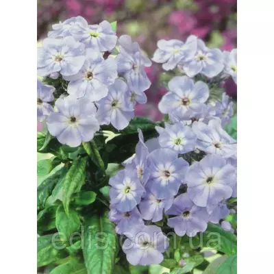 Флокс волотистий Blue Boy (Блю Бой) кореневище