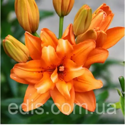 Лілія азіатська махрова Orange Twins (Оранж Твінс) 1 цибулина 12/14