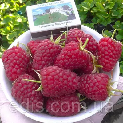 Ремонтантна Малина Карамелька