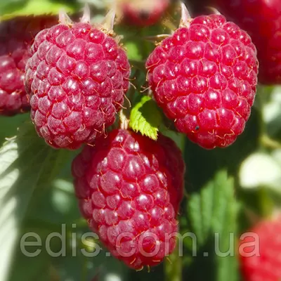 Ремонтантна Малина Химбо Топ