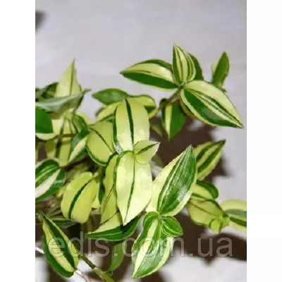 Живець Традесканція Yellow Hill, живець свіжозрізаний, 4-5 міжвузля