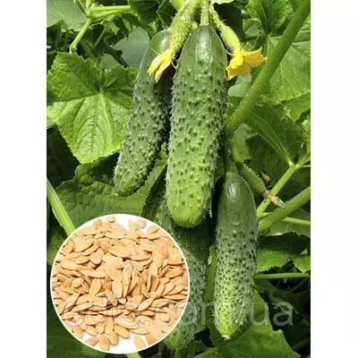 Огірок Фенікс плюс 50 г, вагове насіння Яскрава