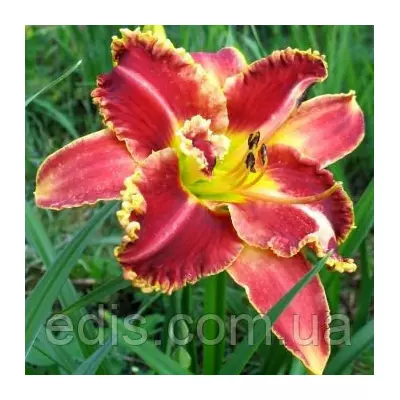 Лілейник Startle