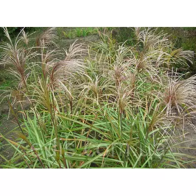 Міскантус Malepartus