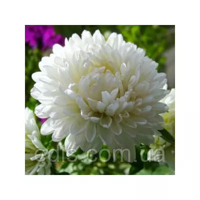 Айстра карликова Сніжок 0,3 г насіння Яскрава