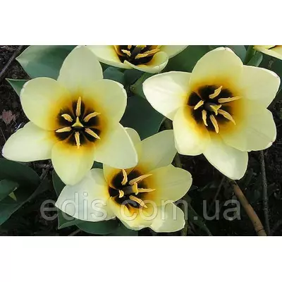 Тюльпан гібрид Фостера Concerto (Концерто) 3 цибулинки