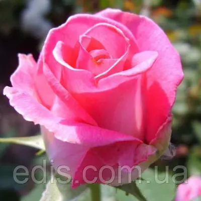 Троянда Ранок Парижа (Utro Parisa) чайно-гібридна